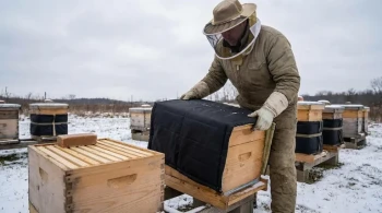 How to Monitor and Sustain Winter Food Supplies in Bee Colonies: A Practical Guide