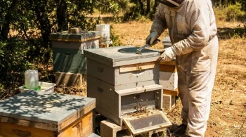 How to Prevent Hive Overheating: Protecting Bees and Your Beekeeping Investment