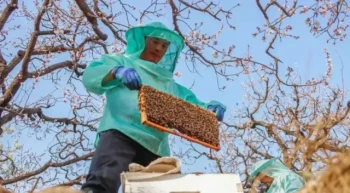Come stappare il favo in modo sicuro:Metodi professionali per la massima resa e la conservazione della cera