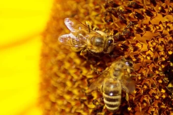 How to Time Hive Insulation for Maximum Winter Bee Survival