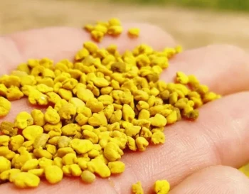 Come l'alimentazione con polline secco riduce il furto dell'alveare: Strategie scientifiche per gli apicoltori