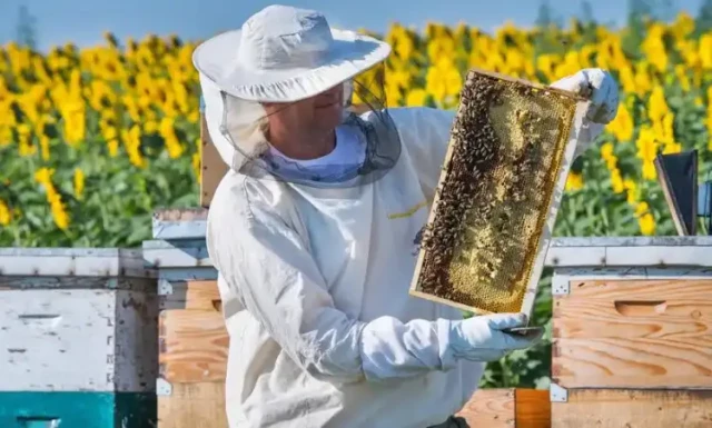 How Proper Storage Extends Beekeeping Glove Lifespan by Multiple Seasons