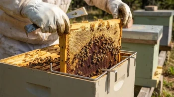 كيف تقلل مثبتات الإطارات ذات المقاس المحكم من اضطرابات الخلية وتعزز كفاءة تربية النحل