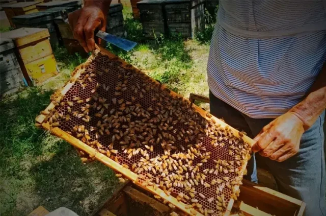 How Frame Perches Transform Beekeeping Efficiency and Colony Health