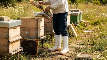 How to Choose Beekeeping Footwear: Safety, Comfort, and Cost Considerations