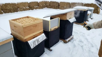 How Beekeepers Can Optimize Hive Insulation for Healthier Winter Colonies
