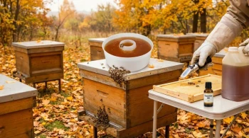 How to Optimize Autumn Bee Feeding: Timing, Ratios, and Moisture Control