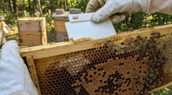 The Fascinating Journey of Bee Metamorphosis: From Egg to Adult