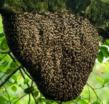 La cattura degli sciami per i nuovi apicoltori: Una guida alla sicurezza passo dopo passo per la prima cattura di successo