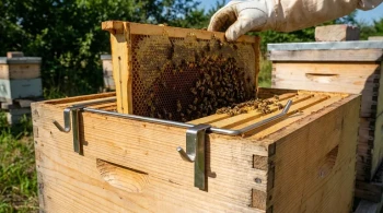 Wie stabile Rähmchenauflagen die Sicherheit und Effizienz der Bienenzucht verändern