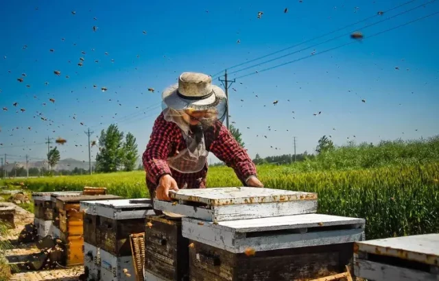 Como manter o seu fumador de abelhas para um desempenho e segurança óptimos
