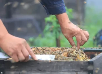 Come usare l'acido ossalico per il controllo dell'acaro della varroa: Guida per l'apicoltore