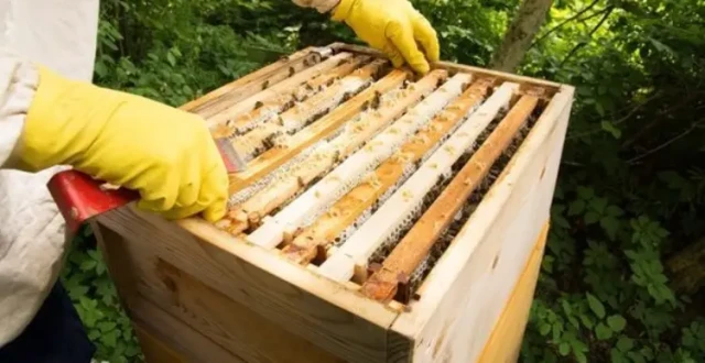 How to Choose the Right Hive Tool for Your Beekeeping Needs