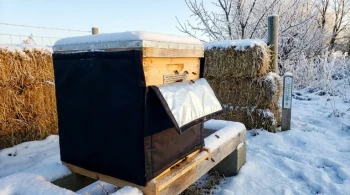 How to Optimize Beehive Insulation: A Data-Driven Guide for Beekeepers