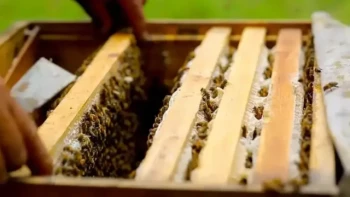 Come scegliere gli strumenti per l'alveare che si adattano al flusso di lavoro dell'apicoltura