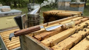 How a Modified Hive Tool Transforms Queen Management and Hive Efficiency