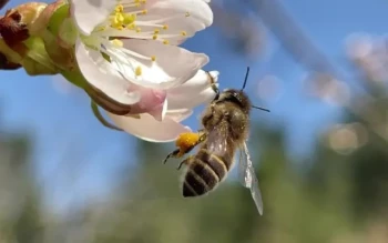 How to Optimize Bee Colony Health: Science-Backed Feeding Strategies for Sustainable Buildup