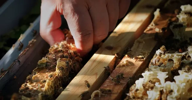 How Medium Boxes Make Beekeeping Easier While Protecting Your Hives