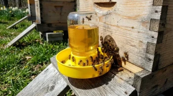 How Boardman Feeders Enhance Hive Health: A Practical Guide for Beekeepers