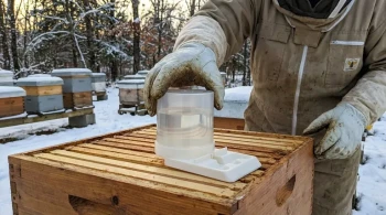 How to Diagnose and Prevent Honeybee Starvation: A Beekeeper’s Survival Guide