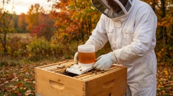 The Science of Fall Feeding: How the 2:1 Sugar-Water Ratio Protects Your Hives