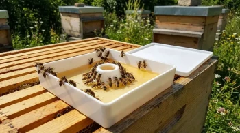 How to Accelerate Bee Colony Growth with Science-Backed Feeding Strategies