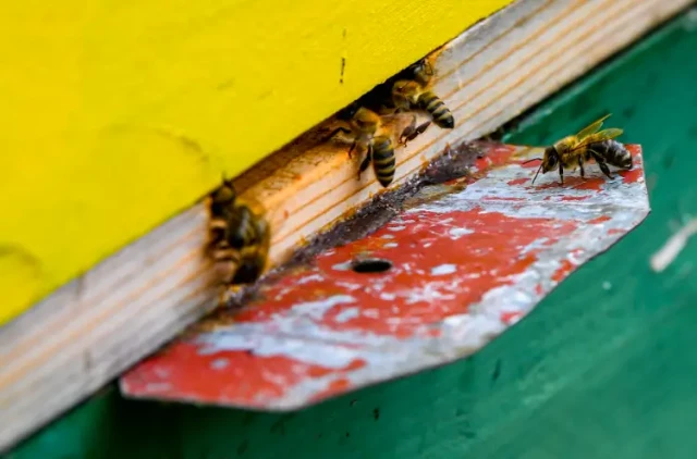 プロポリスがミツバチのコロニーを守る仕組み：抗菌科学と養蜂への応用
