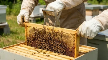 How Frame Grips Enhance Bee Welfare and Beekeeper Efficiency