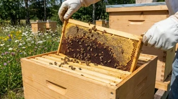 Strategic Brood Space Management: Balancing Honey Production and Swarm Prevention in Excluder-Free Hives