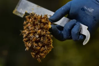 Strumenti essenziali per l'apicoltura: Come scegliere e utilizzare gli attrezzi per una gestione sicura ed efficiente dell'alveare