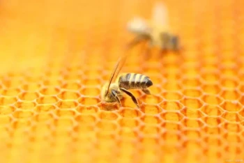 How to Ethically Harvest Honey Without Compromising Bee Colony Survival