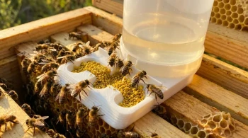 How Brood Behavior Reveals When to Feed Bees to Prevent Summer Migration
