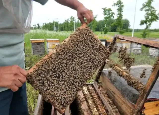 How Beekeepers Can Control Varroa Mites During Peak Colony Growth