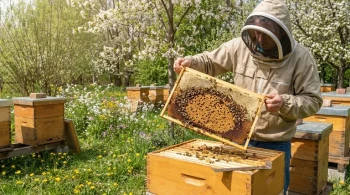 How to Optimize Hive Health Through Natural Indicators and Strategic Nutrition