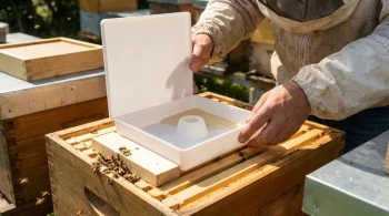 How to Safeguard Bee Colonies During Hive Feeding: Practical Methods for Beekeepers