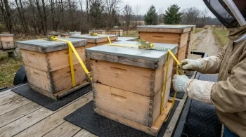 How to Secure Beehives for Transit Without Harming Your Colony