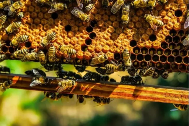 Come gli apicoltori possono aumentare l'accettazione del polline sostitutivo per ottenere colonie più sane
