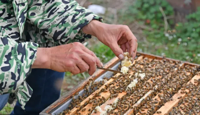 Cómo alimentar a las abejas durante la escasez: Evitar el hambre y mantener las colonias