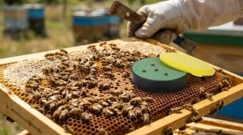 Como os Ácaros Varroa Desencadeiam o Colapso das Abelhas: Vias Virais e Soluções Práticas