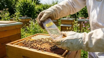 How to Detect and Defeat Varroa Mite Syndrome in Your Beehives