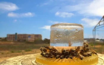 How to Choose the Right Bee Feeder: Matching Capacity and Feeding Rates to Your Hive