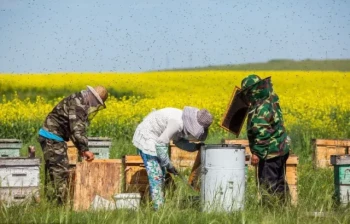 How to Choose a Beekeeping Veil: Safety and Comfort for Beginners