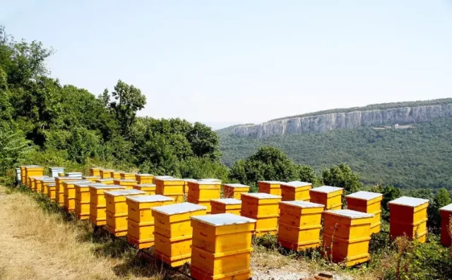The Essential Guide to Beehive Boxes: Maximizing Colony Health and Productivity