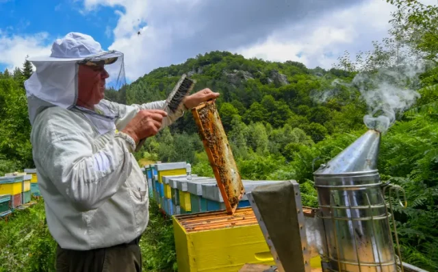 Por qué los trajes de abeja blanca rinden más: Ciencia, seguridad y experiencia del apicultor