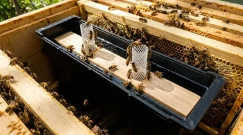 How Mesh Ladders Solve Bee Drowning Risks in Feeder Boxes