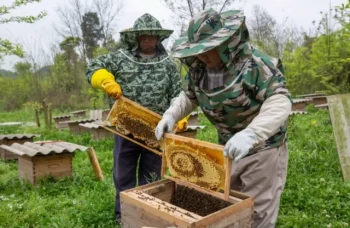 How Modern Bee Suits Combine Safety and Comfort Through Smart Design