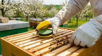 How to Time Pollen Patty Feeding for Maximum Spring Productivity Without Overextending Colonies