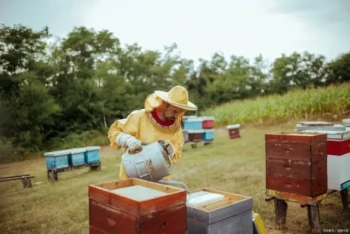 How Beekeepers Can Optimize Autumn Feeding for Stronger Winter Colonies