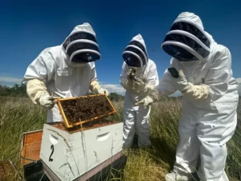 Come il design tascabile trasforma le ispezioni dell'alveare per gli apicoltori