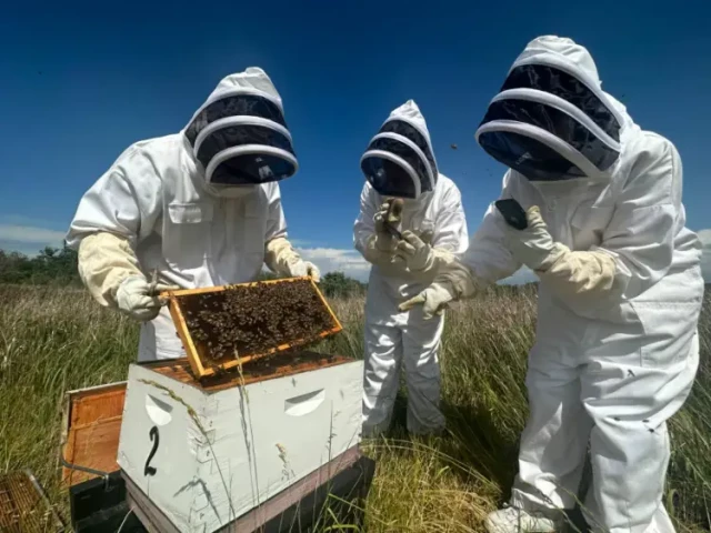 How Thoughtful Pocket Design Transforms Hive Inspections for Beekeepers